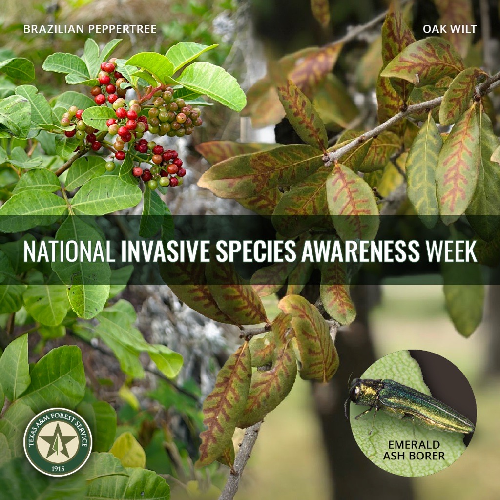 Invasive species cause many negative impacts to the Texas landscape, from the displacement of native trees to potentially wiping out entire species.